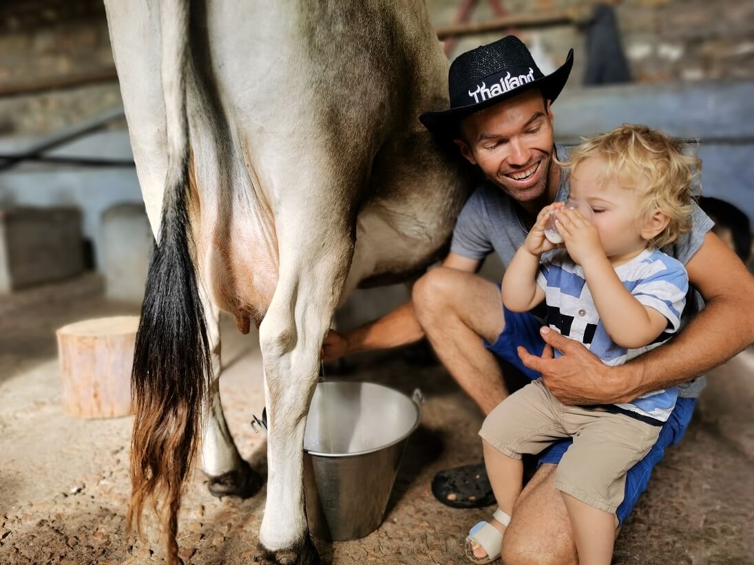 learn to milk a cow by hand